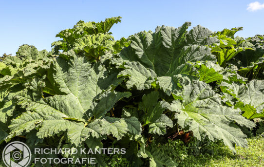 Gunnera, Parkpopplant